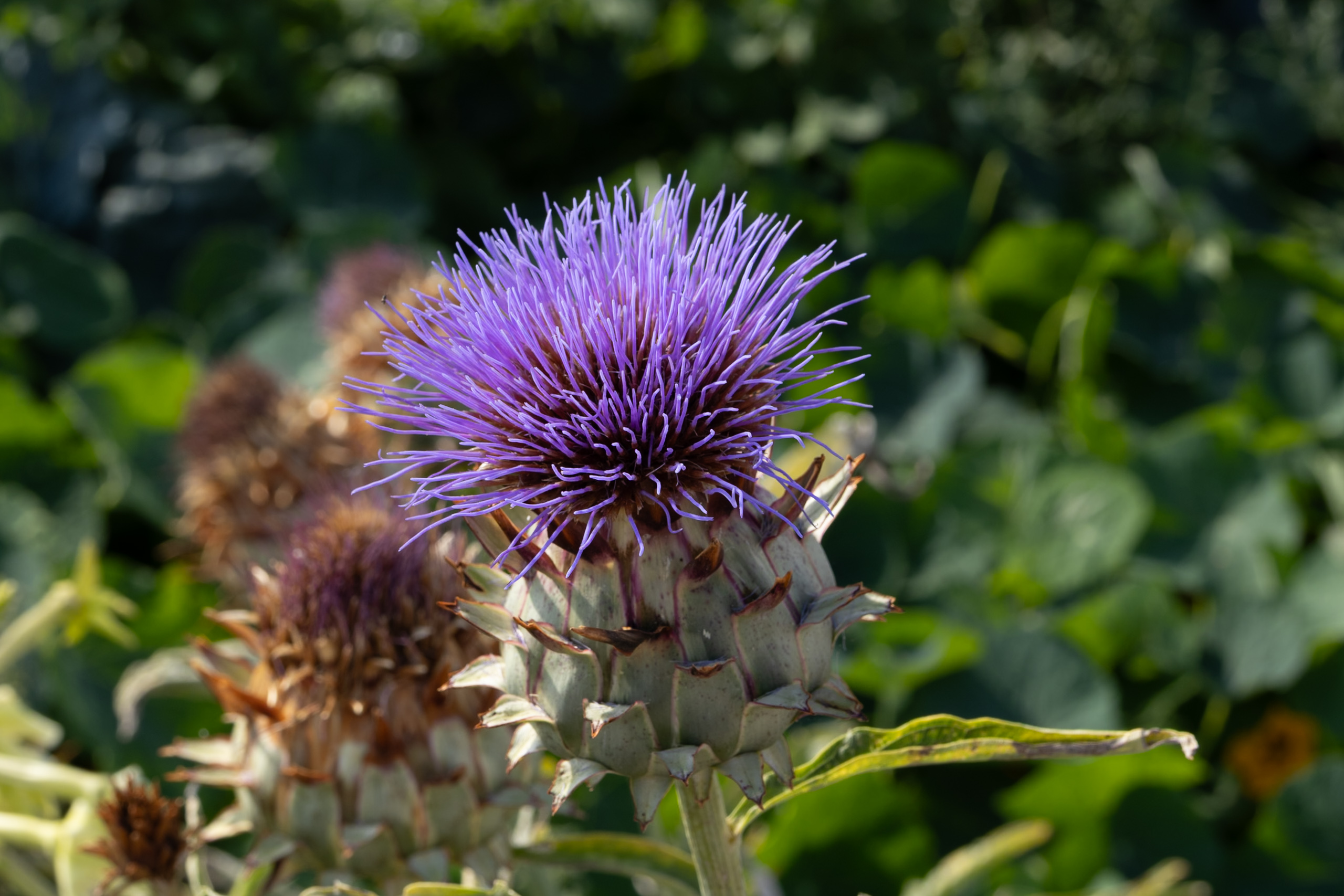 Thistle In Bloom on Summer's Day